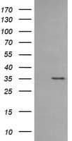 CD1C Antibody (clone OTI5A8, Carrier-free)