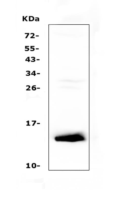TFF2 / SP Antibody