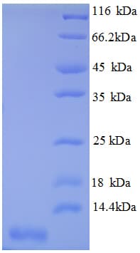 Mouse CXCL3 / GRO Gamma Protein (Recombinant His)