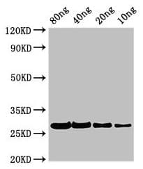 Pollen allergen Phl p 2 Antibody