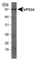Polyclonal Rabbit anti-Human PIK3C3 / VPS34 Antibody (Internal, WB)