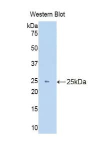 HMOX1 / HO-1 Antibody (aa99-237)