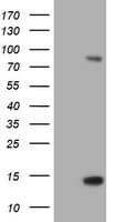 Paraplegin / SPG7 Antibody (aa300-573, clone OTI3E8, Carrier-free)