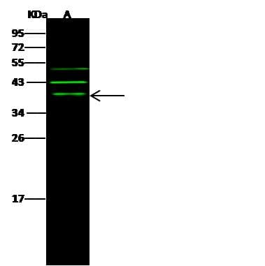 ARHGAP28 Antibody (Preservative Free)