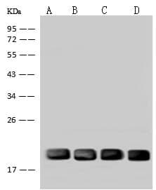 Polyclonal Rabbit anti-Human UBE2M / UBC12 Antibody (WB)