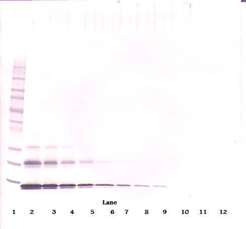 Monoclonal Mouse anti-Human CCL16 / LEC Antibody (WB)