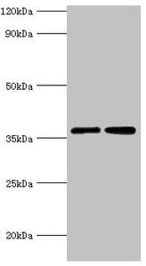 MDH / MDH2 Antibody (aa59-338)