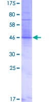 Human TMEM17 Protein (Recombinant GST)