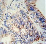 Polyclonal Rabbit anti-Human B3GNT6 Antibody (aa146-173, IHC, WB)
