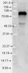 IHC-plus™ TLR4 Antibody (aa420-435)