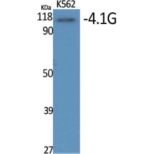 EPB41L2 Antibody (530-610 aa, Internal)