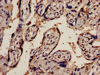 PEX1 Antibody