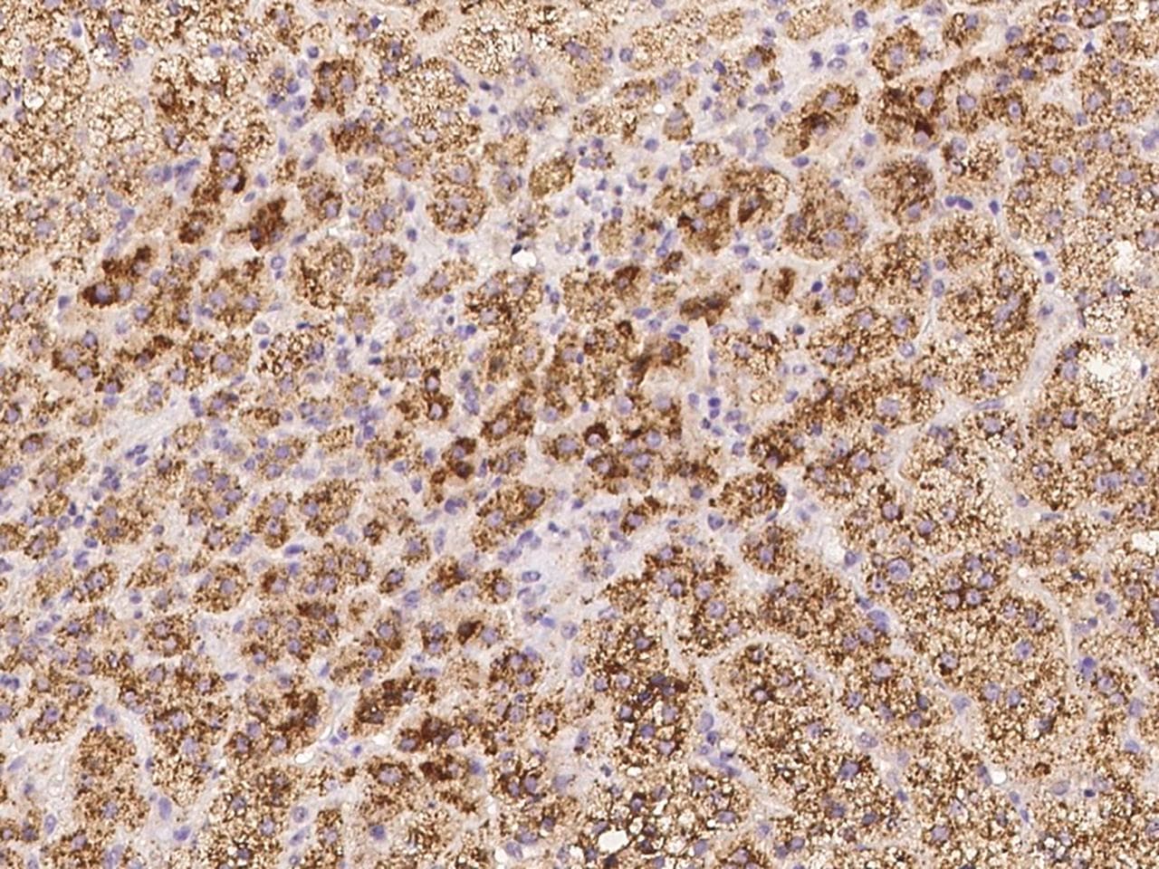 GNS Antibody (Preservative Free)