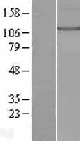 KIF17 Protein (Over-Expression Lysate Myc-DDK (Flag))
