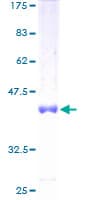 Human MED31 Protein (Recombinant GST)