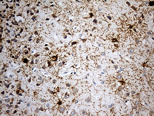 GPR17 Antibody (C-Terminus, clone OTI17C1)