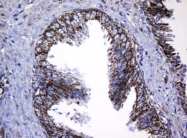 HSPD1 / HSP60 Antibody (clone OTI6F11, Carrier-free)