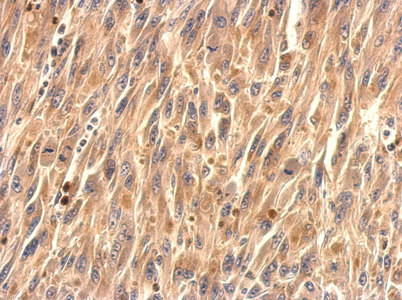 TMEM59 Antibody (aa16-311)
