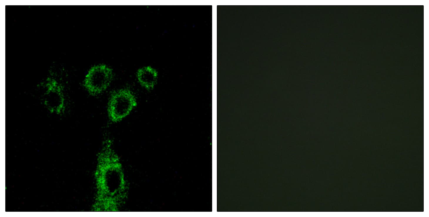 Polyclonal Rabbit anti-Human GPRASP1 / GASP-1 Antibody (aa741-790, IHC, IF)