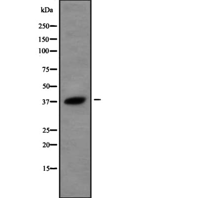 USP50 Antibody