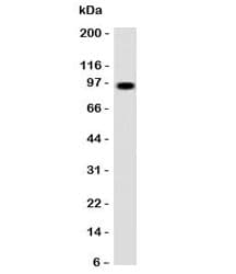 SPN / CD43 Antibody (clone CDLA43, Ready-to-Use)