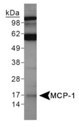 CCL2 / MCP1 Antibody (Internal)