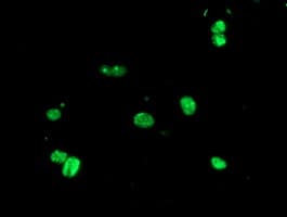 USP36 Antibody (clone OTI7G3)