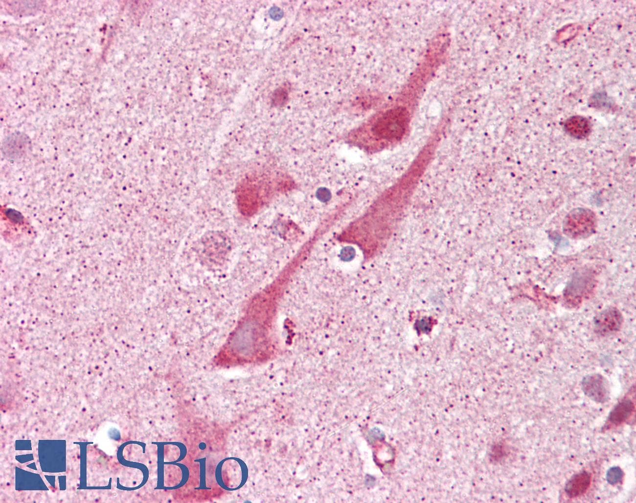 IHC-plus™ SHISA9 Antibody