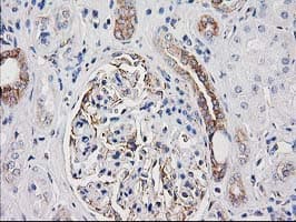 CDCP1 Antibody (clone 2B8, Carrier-free)
