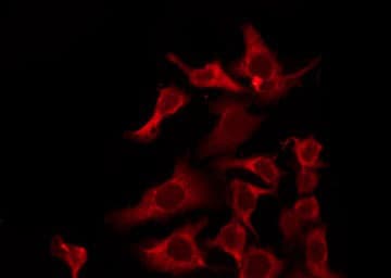Polyclonal Rabbit anti-Human OR6J1 Antibody (IF, WB)