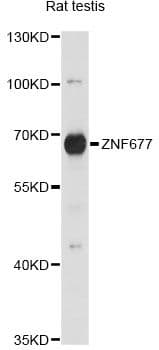 ZNF677 Antibody