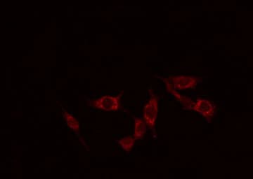 CD58 Antibody