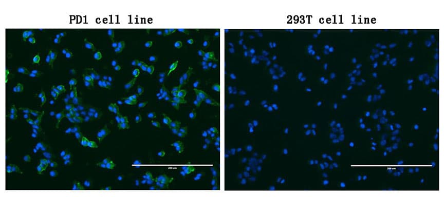 PDCD1 / CD279 / PD-1 Antibody (clone UMAB197)
