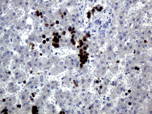 EDAG / HEMGN Antibody (aa260-484, clone UMAB169)