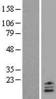 UCN2 / SRP Protein (Over-Expression Lysate Myc-DDK (Flag))