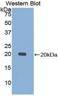 Calmodulin Antibody (aa2-149, Biotin)