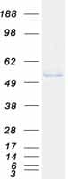 Human INPP5K / SKIP Protein (Recombinant Myc-DDK (Flag))