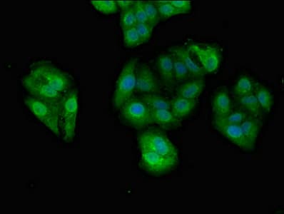 DDX4 / VASA Antibody