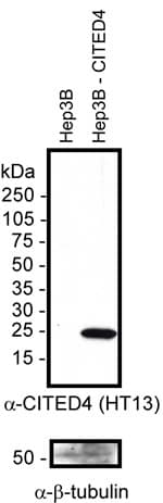 CITED4 Antibody (N-Terminus, clone HT13-2D6.3, Biotin)