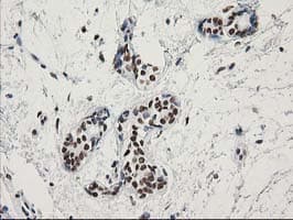LENG1 Antibody (clone OTI10A7)