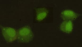 CBX5 / HP1 Alpha Antibody