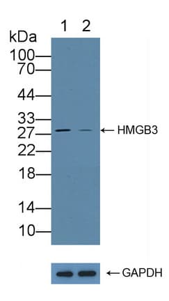 HMGB3 Antibody
