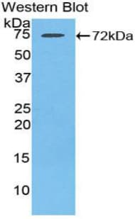 HSPA1L Antibody (aa1-641)