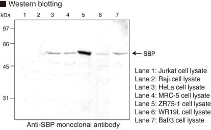 Selenium Binding Protein 1 Antibody (clone 4D4)