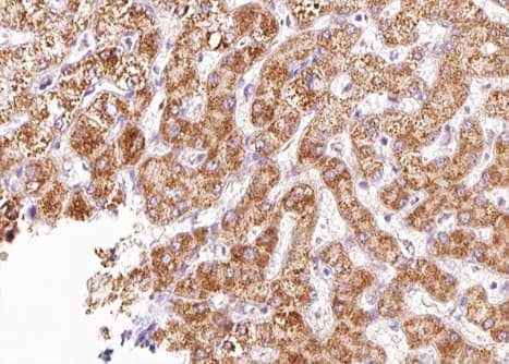 CXCR4 Antibody