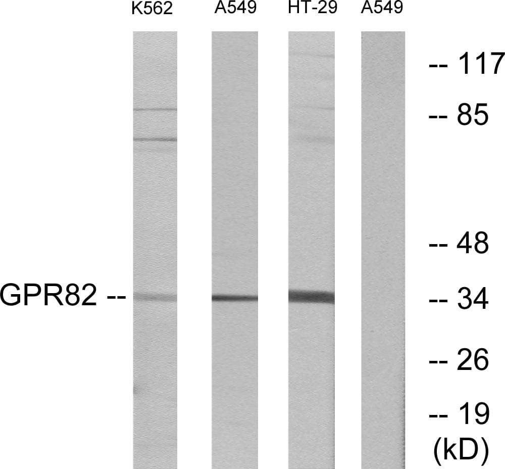 GPR82 Antibody
