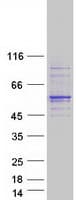 Human KPNA7 Protein (Recombinant Myc-DDK (Flag))