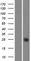 C1orf43 Protein (Over-Expression Lysate Myc-DDK (Flag))