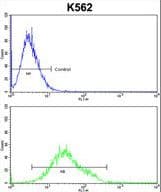 IHC-plus™ Polyclonal Rabbit anti-Human GTF2I / TFII I Antibody (aa956-985, IHC, IF, WB)