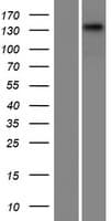 CCDC136 Protein (Over-Expression Lysate Myc-DDK (Flag))